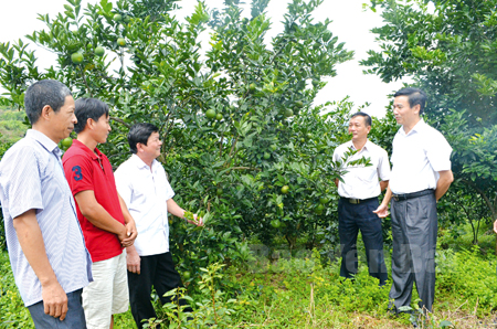 Các đồng chí lãnh đạo huyện Văn Chấn thăm vùng cây ăn quả có múi ở thị trấn Nông trường Trần Phú.